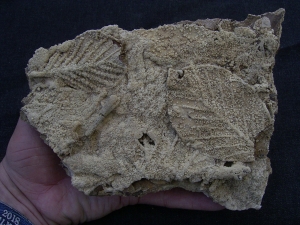 Versinterte Blätter