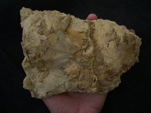 Versinterte Blätter