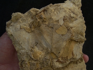 Versinterte Blätter