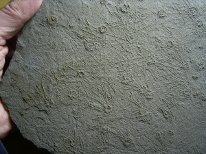 Große Seeigelplatte aus Holzmaden