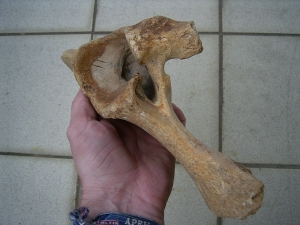 Bison priscus Beckenknochen