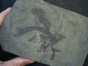 Pflanzenplatte aus dem Devon