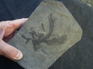 Pflanzenplatte aus dem Devon