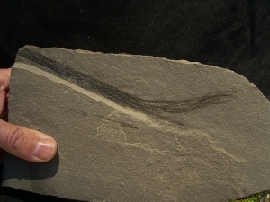 Plant fossil devonian age