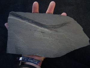 Pflanzenfossil aus dem Devon