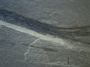 Pflanzenfossil aus dem Devon