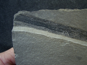 Pflanzenfossil aus dem Devon