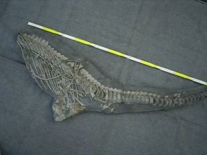 Ichthyosaurus mit zwei gefressenen Fischen im Bauch