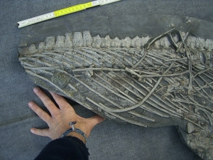 Ichthyosaurus mit zwei gefressenen Fischen im Bauch