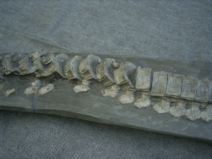 Ichthyosaurus mit zwei gefressenen Fischen im Bauch