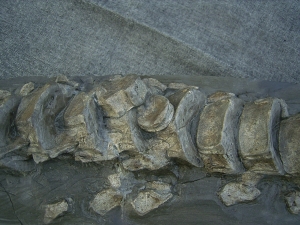 Ichthyosaurus mit zwei gefressenen Fischen im Bauch