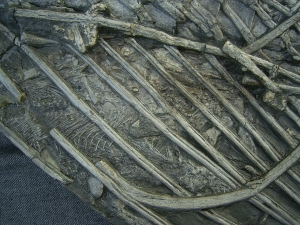 Ichthyosaurus mit zwei gefressenen Fischen im Bauch