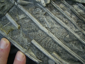 Ichthyosaurus mit zwei gefressenen Fischen im Bauch
