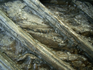 Ichthyosaurus mit zwei gefressenen Fischen im Bauch