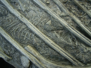 Ichthyosaurus mit zwei gefressenen Fischen im Bauch