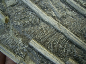 Ichthyosaurus mit zwei gefressenen Fischen im Bauch