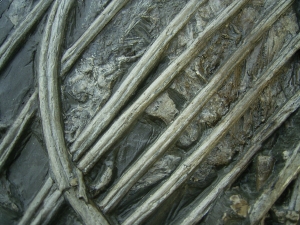 Ichthyosaurus mit zwei gefressenen Fischen im Bauch