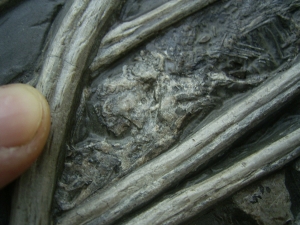 Ichthyosaurus mit zwei gefressenen Fischen im Bauch