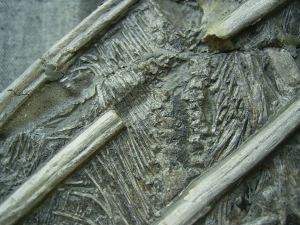 Ichthyosaurus mit zwei gefressenen Fischen im Bauch