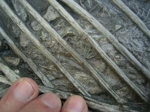 Ichthyosaurus mit zwei gefressenen Fischen im Bauch