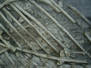 Ichthyosaurus mit zwei gefressenen Fischen im Bauch