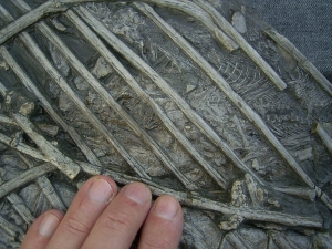 Ichthyosaurus mit zwei gefressenen Fischen im Bauch