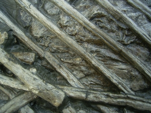 Ichthyosaurus mit zwei gefressenen Fischen im Bauch