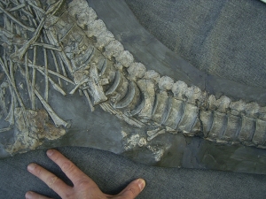 Ichthyosaurus mit zwei gefressenen Fischen im Bauch