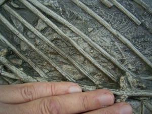 Ichthyosaurus mit zwei gefressenen Fischen im Bauch