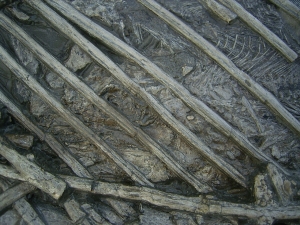 Ichthyosaurus mit zwei gefressenen Fischen im Bauch