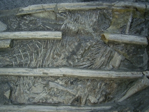 Ichthyosaurus mit zwei gefressenen Fischen im Bauch