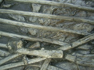 Ichthyosaurus mit zwei gefressenen Fischen im Bauch