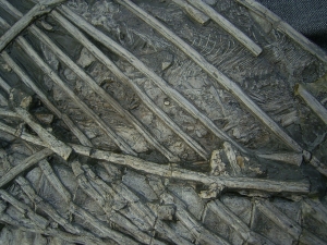 Ichthyosaurus mit zwei gefressenen Fischen im Bauch