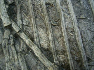 Ichthyosaurus mit zwei gefressenen Fischen im Bauch