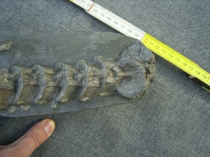 Ichthyosaurus mit zwei gefressenen Fischen im Bauch