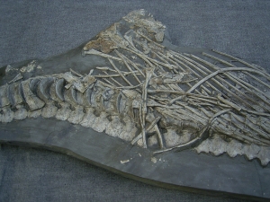 Ichthyosaurus mit zwei gefressenen Fischen im Bauch