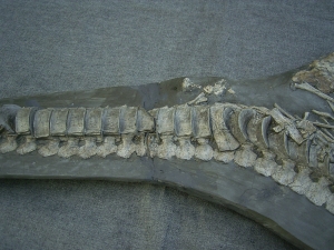 Ichthyosaurus mit zwei gefressenen Fischen im Bauch