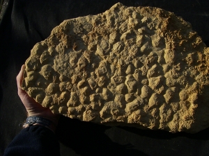Stromatholithen aus Deutschland - Fossilien auf beiden Seiten des Steines