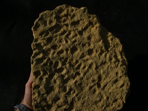 Stromatholithen aus Deutschland - Fossilien auf beiden Seiten des Steines