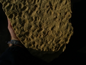 Stromatholithen aus Deutschland - Fossilien auf beiden Seiten des Steines