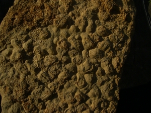 Stromatholithen aus Deutschland - Fossilien auf beiden Seiten des Steines
