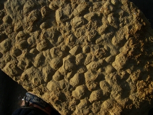 Stromatholithen aus Deutschland - Fossilien auf beiden Seiten des Steines