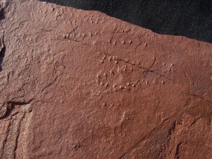 Arthropodenf?hrten aus dem Buntsandstein