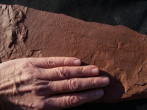 Arthropodenf?hrten aus dem Buntsandstein