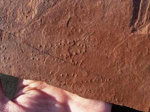 Arthropodenf?hrten aus dem Buntsandstein