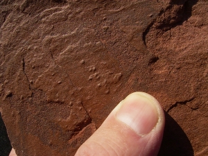 Arthropodenf?hrten aus dem Buntsandstein