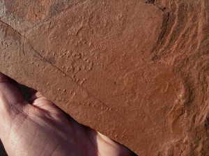 Arthropodenf?hrten aus dem Buntsandstein