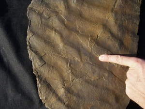 Große Arthropodenfährtenplatte aus dem Devon