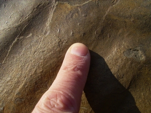 Große Arthropodenfährtenplatte aus dem Devon