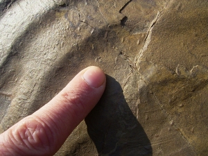 Große Arthropodenfährtenplatte aus dem Devon